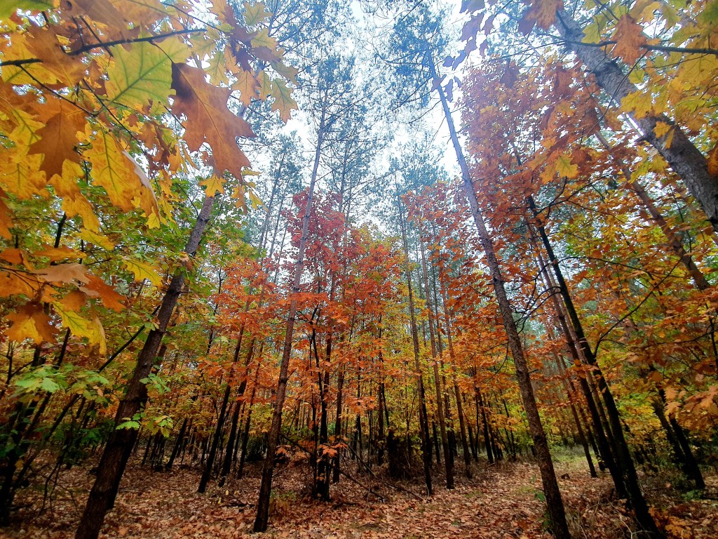 Stay Strong This Autumn: Smart Tips for Health and&nbsp;Well-Being